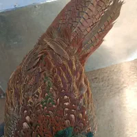 مرغ وخروس امریکایی|پرنده|بانه, |دیوار