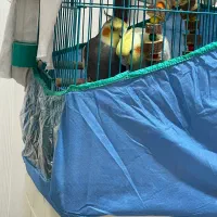 عروس هلندی|پرنده|برازجان, |دیوار