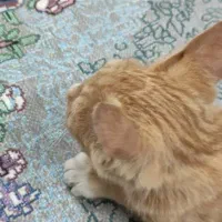 واگذاری رایگان بچه گربه|گربه|زاهدان, |دیوار