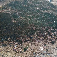 کود حیوانی خشک