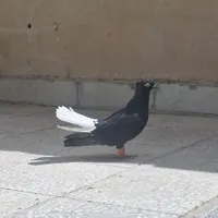 دمسفید