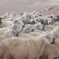 گوسفند داشت میش  بز قوچ