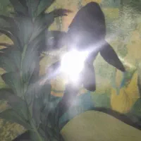 لجنخوار عالی|ماهی|شاهرود, |دیوار