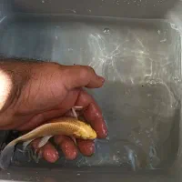 ماهی کوی نژاد دار باله بلند A|ماهی|پرند, فاز ۳|دیوار