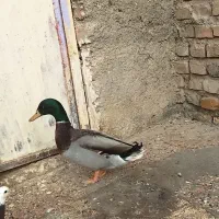 اردک نر|حیوانات مزرعه|نیمروز, |دیوار