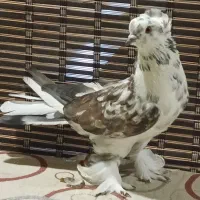 کفترای کاکلی پاپر زینتی