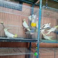 بورس«عروس‌هلندی‌کوتوله‌مرغ‌عشق‌مرغ‌وخروس‌‌|پرنده|شهرکرد, |دیوار