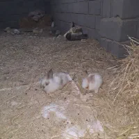 خرگوش لپ هلندی|موش و خرگوش|اقلید, |دیوار