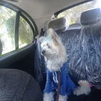 پاکوتاه از خانواده شیتزوکه خیلی باهوش