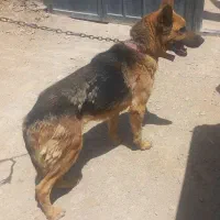 سگ ژرمن خالص