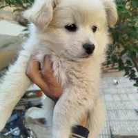 پامریعن عروسکی توله دو ماه