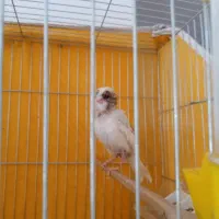 قناری نر وماده|پرنده|آباده, |دیوار