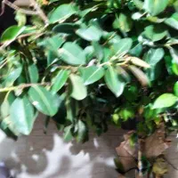 درخت|گل و گیاه طبیعی|شیراز, کوشک میدان|دیوار