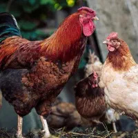 فروش مرغ تخم گذار خانگی