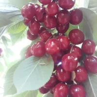 باغ-بادام