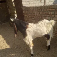 بزغاله|حیوانات مزرعه|کاشمر, |دیوار