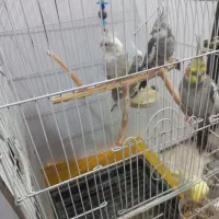 عروس هلندی وایت فیس  نر|پرنده|فردیس, شهرک ارم|دیوار