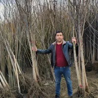 فروش نهال به سراسر کشور
