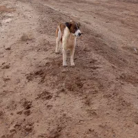 سگ گله ای|سگ|خوشاب, |دیوار