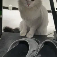 واگذاری گربه