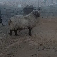 یک قوچ جوان کیلوی ۶۵۰ بفروش می‌رسد|حیوانات مزرعه|منج, |دیوار