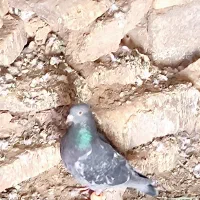 کبوتر پرشی|پرنده|مشهد, احمدآباد|دیوار