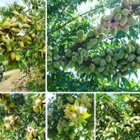 نهالستان تاج