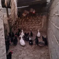 فروش اردک ' غاز 'مرغ و خروس محلی
