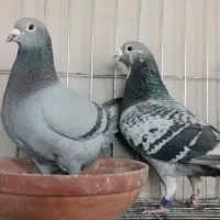 کبوتر مسافتی و پلاکی