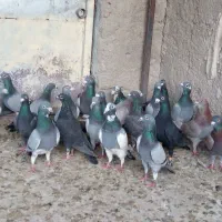 کفتر|پرنده|شیراز, دارالرحمه|دیوار