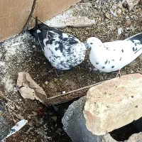 طوقی وکاشانی.تهرانی.بادوچرخه|پرنده|شاهینشهر, گرگاب|دیوار