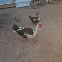 یک جفت اردک اسرائیلی نرو ماده|حیوانات مزرعه|رامند, |دیوار