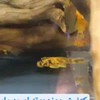 کت فیش مارابل