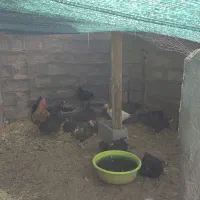 خروس و مرغ (زیر قیمت بازار)