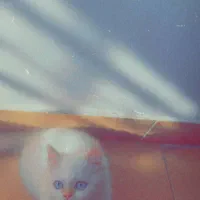 واگذاری گربه پرشین|گربه|آستانه اشرفیه, |دیوار