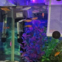 آکواریوم شیشه خم