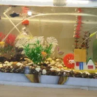 ماهی|ماهی|علی‌آباد کتول, |دیوار