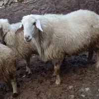 قوچ|حیوانات مزرعه|اسلام‌‌آباد غرب, |دیوار