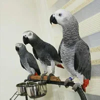 خریدو فروش طوطی کاسکو سخنگو پرکن / صاف|پرنده|شیراز, شهرک امیر کبیر|دیوار