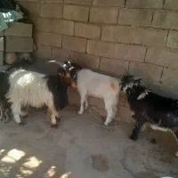 ۵عدد بیگ چاق برا کشت|حیوانات مزرعه|لالی, |دیوار