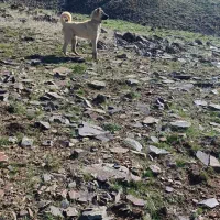 سگ سرابی نر|سگ|زنجان, |دیوار