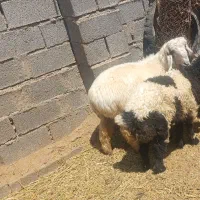 بره قوچی