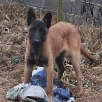 شاه توله نر مالینویز سگ گارد سن یک سال فی 25|سگ|دماوند, دماوند|دیوار