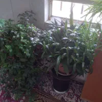 فروشی|گل و گیاه طبیعی|سیلاخور, |دیوار