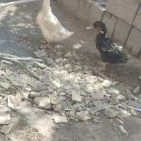دو عدد اردک نر و ماده هر دو باهم|حیوانات مزرعه|مبارکه, |دیوار