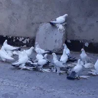 کبوتر پا پر|پرنده|آذرشهر, |دیوار