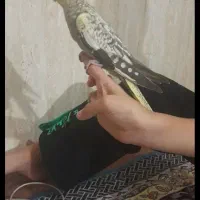 عروس هلندی معاوضه با مرغ مینا|پرنده|نسیم‌شهر, |دیوار