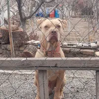 واگذاری پیت بول