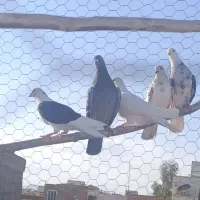 کبوتر مسافتی و پرشی