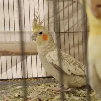 عروس سخنگو